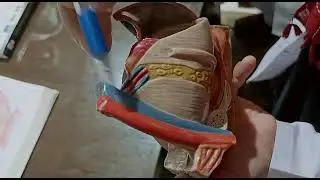 post aspect of female model