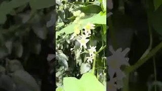 Native plants on the Ojai Valley Trail