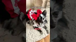 Hello Kitty Classic Pet Party Dress Dog Costume