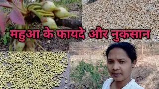 महुआ के फायदे और नुकसान । mahua ka fayda! mahua ka fayda! mahua benefits!!
