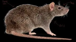 Confronting rat pit gaming (they stole our videos)  | McSussy Productions | Episode 12