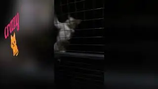 Crazy cat 1