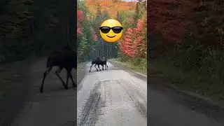 Big guys are fighting 💪 | Moose 🫎 fight on the road #moose #fight #viral #nature #shorts