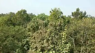 Joypur Forest - Watch Tower