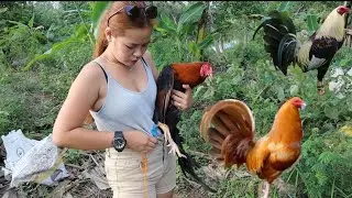 May nagpaalaga sakin nang Tatlong Manok na Panabong 😲😲 Bulik (Gold)🐓  || Talisayin 🐓|| Pula 🐓
