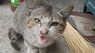 Feeding Homeless Sick Kitten With Milk Helping Poor Hungry Kitten