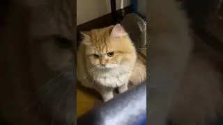 #chipu #cat #catlover #funny #funnycats #cute #cutecat