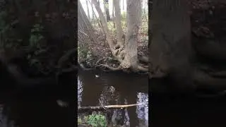 Muscovy ducklings jump from nest