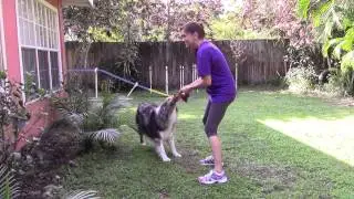 KONG Animal Squeaker Stretchezz