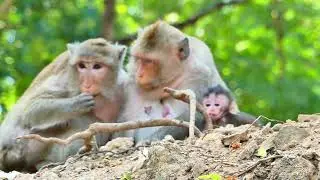 Button monkey family , Lonny monkey come to relative for baby care on,