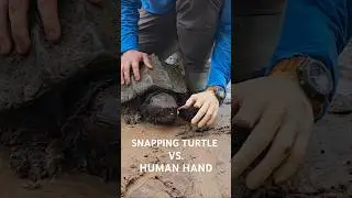 Snapping Turtle vs. Human Hand!