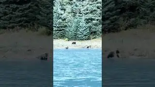 So many bears so little time! Brown Bears in Chilkat State Park. Haines, AK. #bearawareness #bearcam