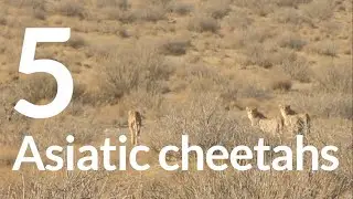 5 Asiatic cheetahs in Khar Turan National Park