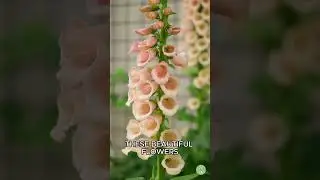 FLOWER SEEDS to Start in AUGUST
