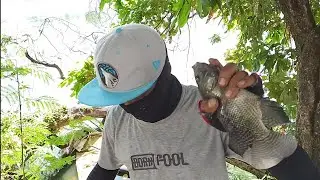 Spot pohon tumbang, hasilnya bikin ketagihan #fishing