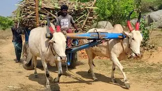 new Bullock Cart Heavy load accident in stuck // Indian's buffalo stuck