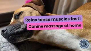 Canine Massage for Senior Dogs | Relieve Muscle Tension & Arthritis Pain | Soothe Stiff Joints