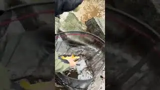 Река Дон не является целевым видом рыбы, но в морозный день рады всем &ndash; рыбалка на крупную рыбу #...
