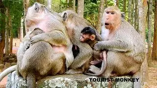 DeeDee deliver very good newborn monkey, Tourist Monkey 2880