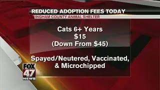 Cat adoption fees reduced at Ingham County Animal Shelter