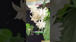 Bring nature indoors with fragrant jasmine plants #jasmine #fragrance