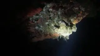 Night dive in fortizza reef Malta