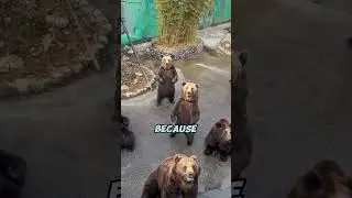 Bears Acting Like Humans 🤯