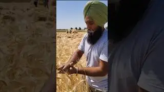 #barley #withoutchilka #organic