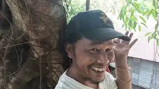 Tebang pokok reput