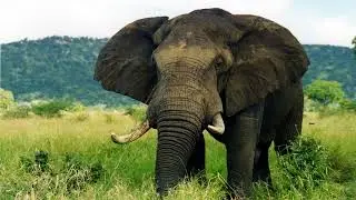 Elephant Relaxing Sound for 10 hours