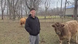 Посмотрите это видео перед покупкой миниатюрной хайлендской коровы.