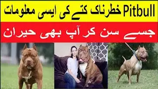 Pit Bull Dangerous Dog History I Ad Info Tv
