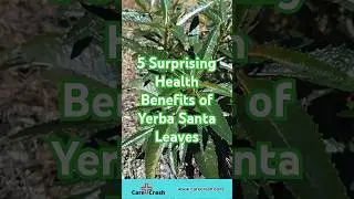 5 Surprising Health Benefits of Yerba Santa Leaves | #carecrash