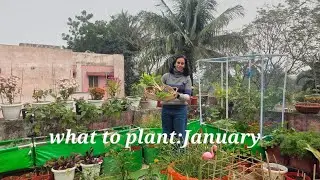 January planting guide: Herbs, vegetables, and flowers