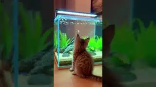 &ldquo;Kitten Watching Fish 🐱🐠&rdquo; #catshorts #kitten #catvideo