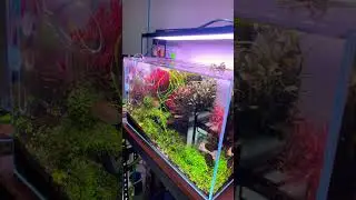 Planted Aquarium | Chihiros WRGB II SLIM light