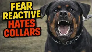 Max the Fear Reactive Rottweiler Part 3