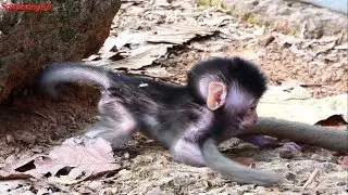 Wow sweetie, Learning walking one by one step by step - Samnnang kh - Adorable baby monkey