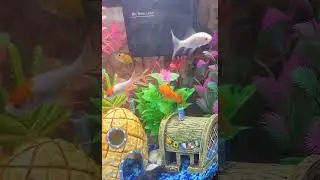 Aquarium Review 2.5 gallon Aqua Culture🐠