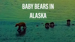 Baby Bears play with a Fox in Alaska after work. -Bristol Bay-