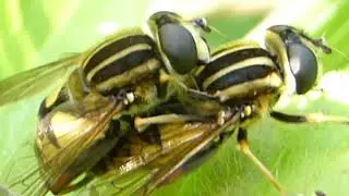 Mating hoverfly - Helophilus pendulus - Randasveifa  - Skord&yacute;r - Flugur &iacute; &aacute;starleik