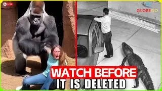 You'll Only See This Once in a Lifetime! Rare 1-in-a-Billion Zoo Occasions Caught on Camera!