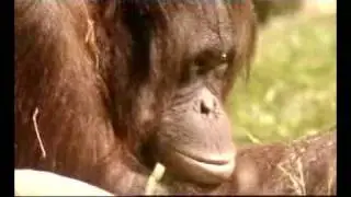 Chester Zoo It's Real