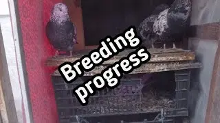 Breeding progress in winter season