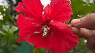 നിങ്ങൾ പ്യൂപ്പയെ കണ്ടിട്ടുണ്ടോ 🦋 #gowrisvlog12 