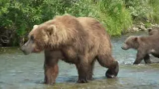 Mother Bear Fishing Gets Close To People, RARE peaceful bear encounter Full Video