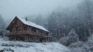 Blizzard Sounds in the Winter Forest | Howling Wind and Snowstorm Ambience for Deep Sleep