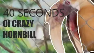40 SECONDS OF CRAZY HORNBILL!!!!