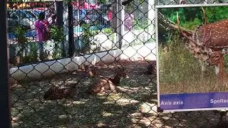 SIVIS DKM SPOTTED DEER AT GUINDY CHILDREN PARK