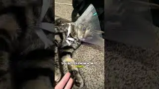 The cone of shame🥺 #cat #kitten #catlover #leonthecatdad #relatable #relationship #fyp #cats